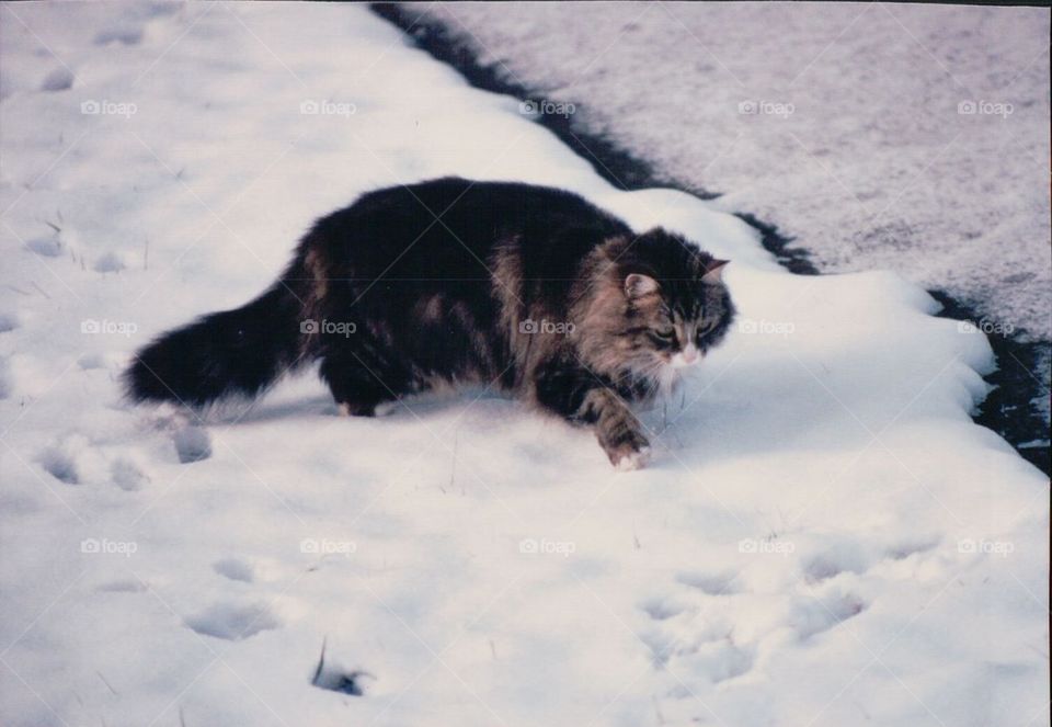 Cat walking in snow