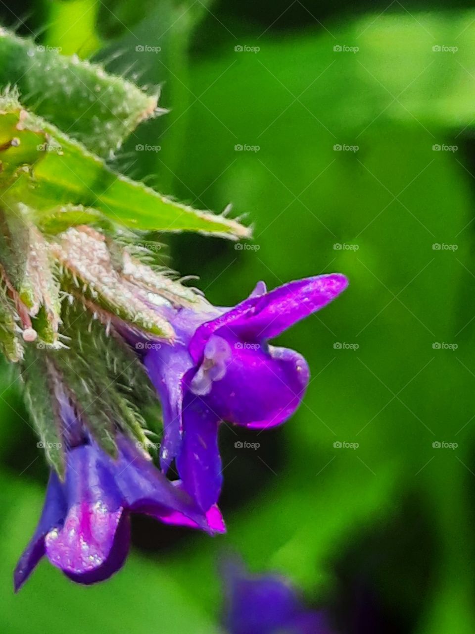 sunlit blue flowers of Echium