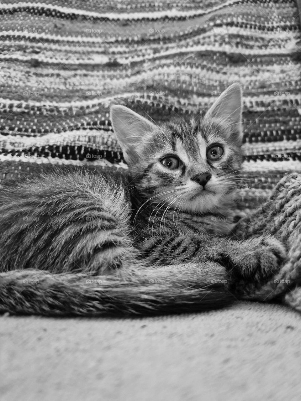 baby cat in black and white