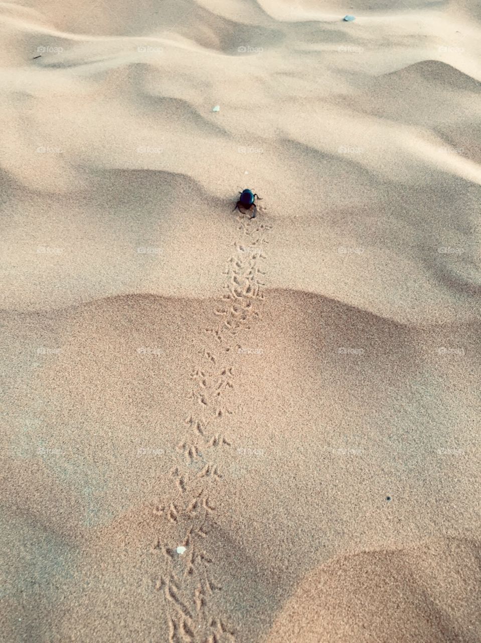 I followed this little scarab for a while just mesmerized by its little footprint and cute dance in te Sahara desert 