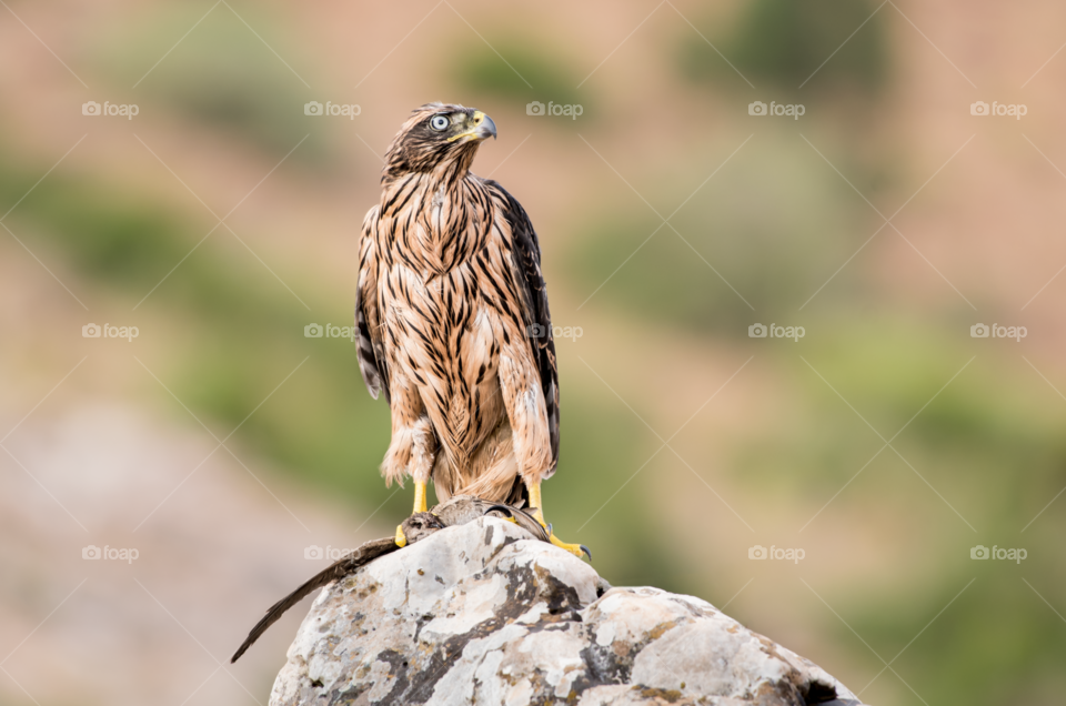 Northern goshawk It catches its prey on the rock