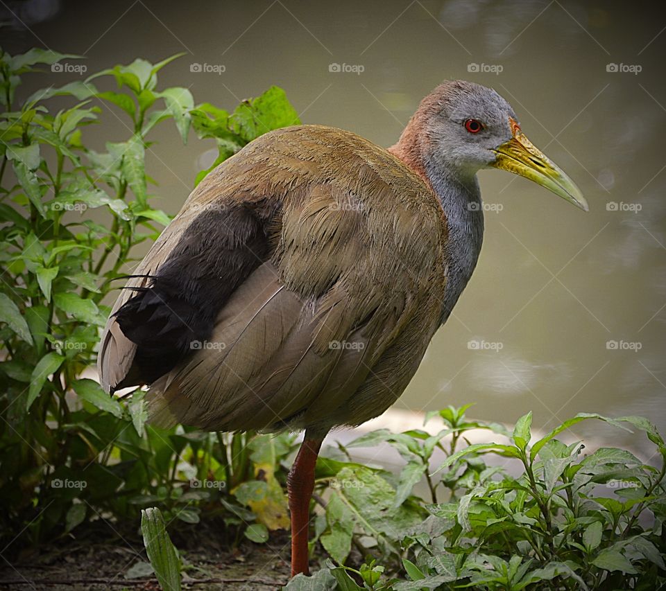 Portrait of a Giant Wood Rail standing on one leg at the water’s edge.