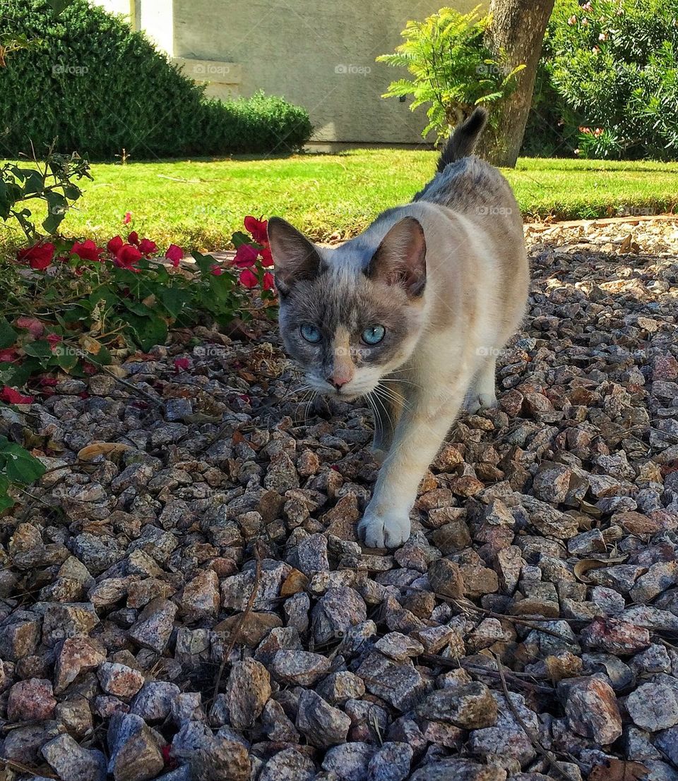 Kitty on the prowl