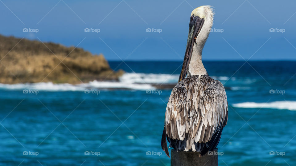 Pelican at Peñón Amador Camuy Puerto Rico