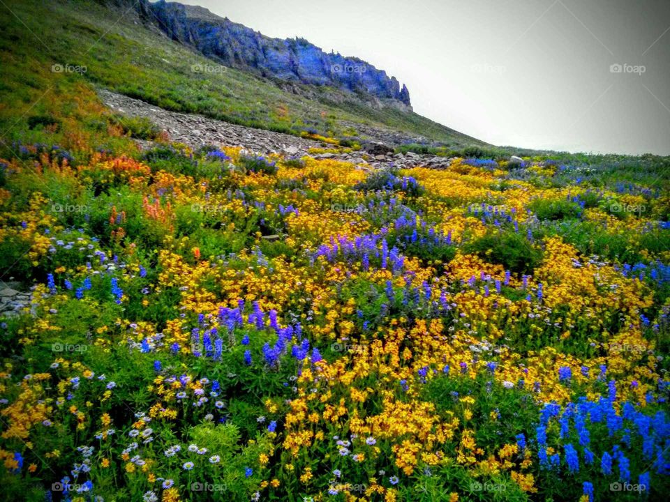 mountain flowers. a field of wild flowers