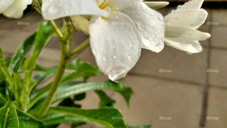 flowers at rain