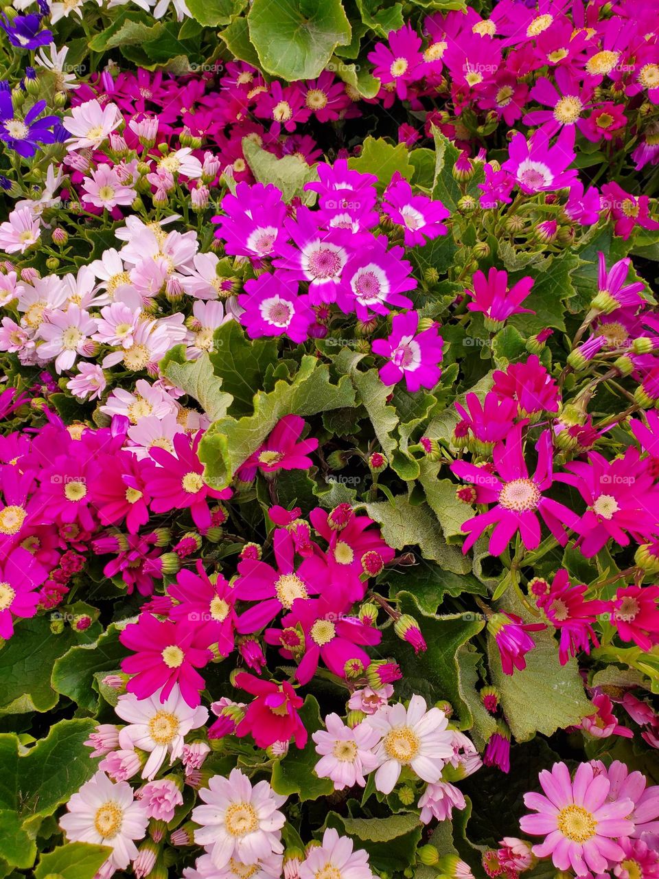 An Array of Colorful Flowers
