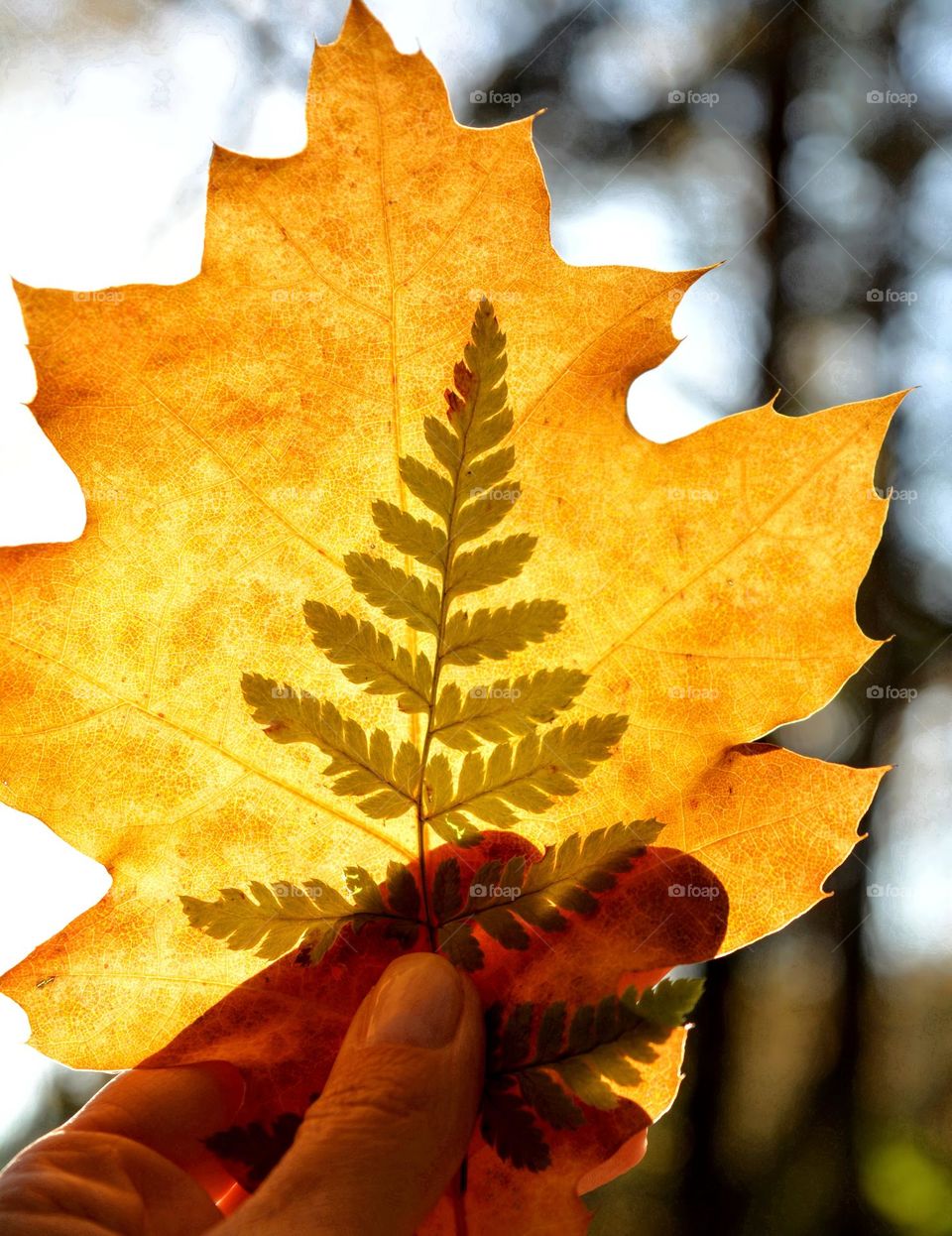 beautiful leaves texture in the hand nature lover