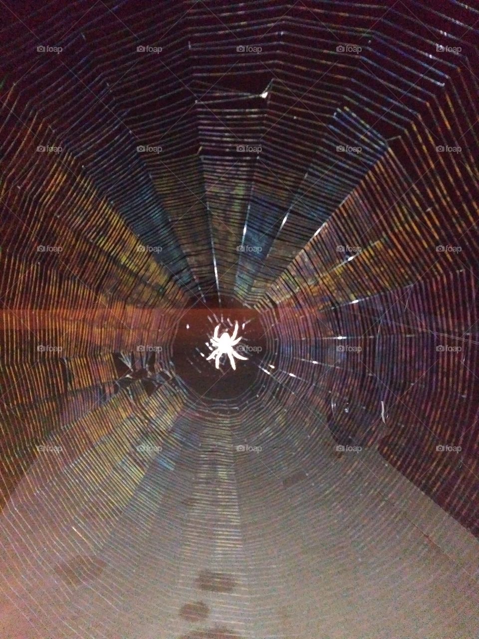 Spider in a web