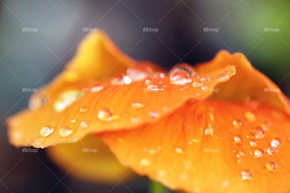 Flower and raindrops