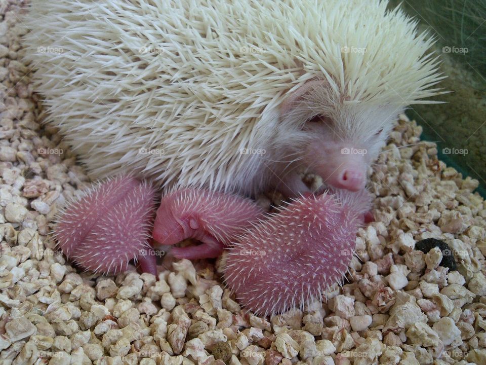 Albino hedgehog and her babies. This mommy unexpectedly gave birth to her little ones at our place after we took her in not knowing she is pregnant