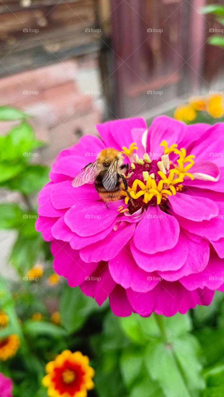 bee on flower,pink flower,bee,insect,zhu zhu,summer,warm and sunny