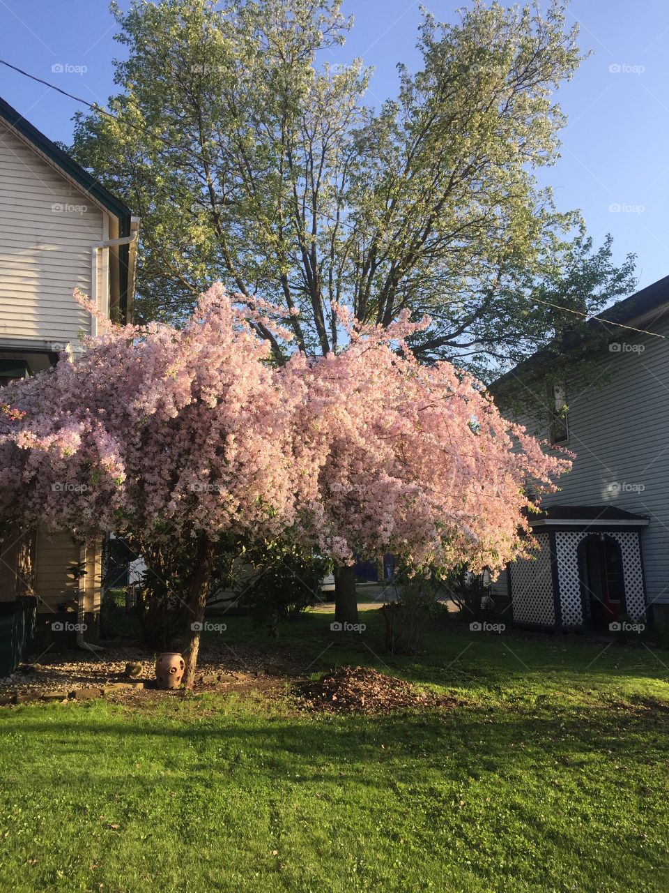 Nature beauty. Weeping cherry tree full at bloom. Pretty in pink with its soft petals