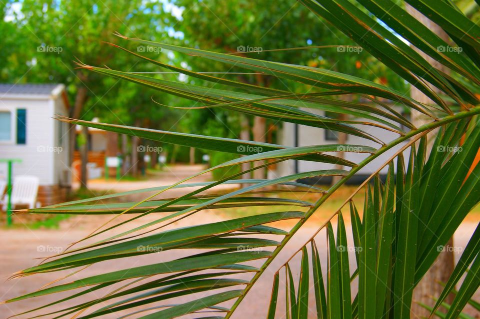 green palms