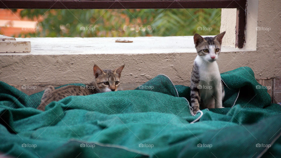 Two little kittens upto lot of happy mischevious fun.