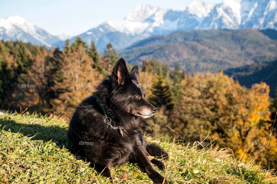 Dog resting on the grassy land