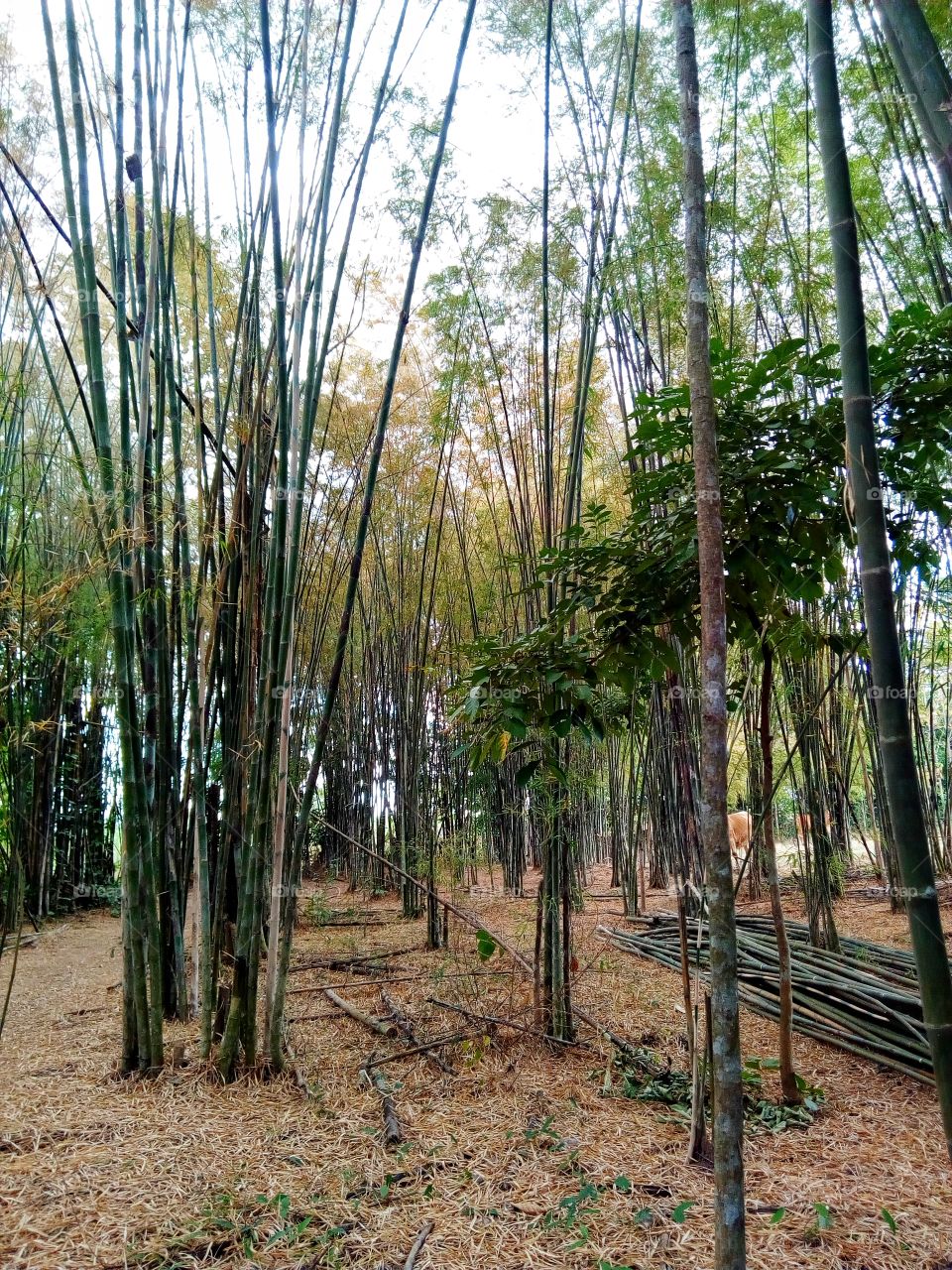 bamboo