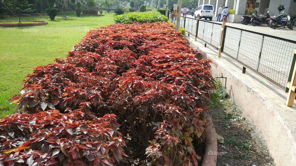 nature pictures verry nice