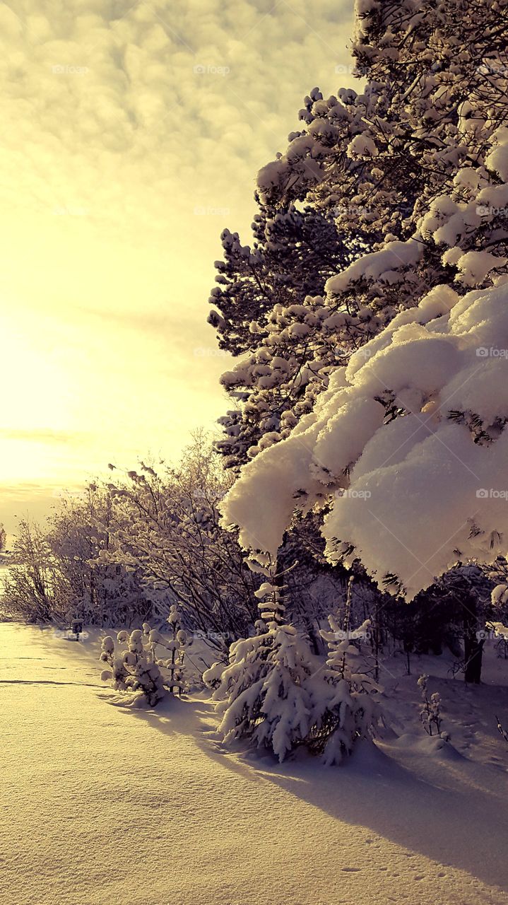 sunny day in the forest