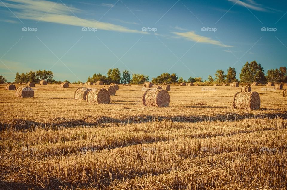 Autumn field with haystacks.
