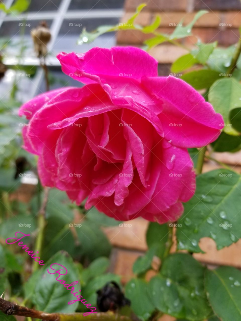 perfect little rose