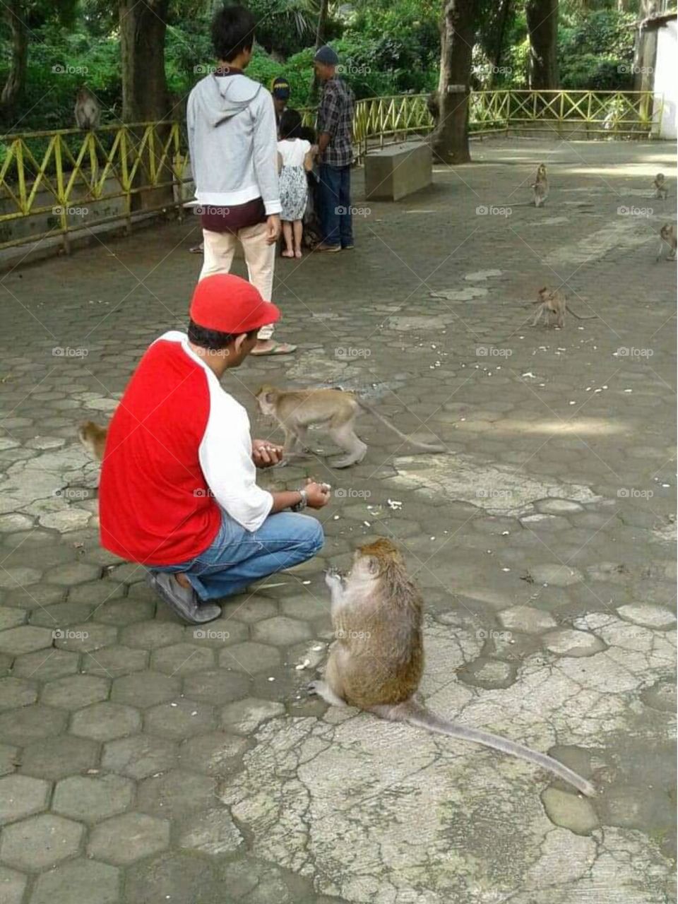 feeding monkeys in java, get along with animals