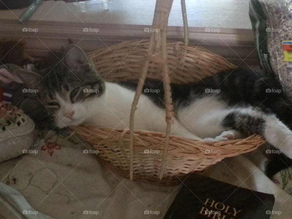 Cat in a Basket