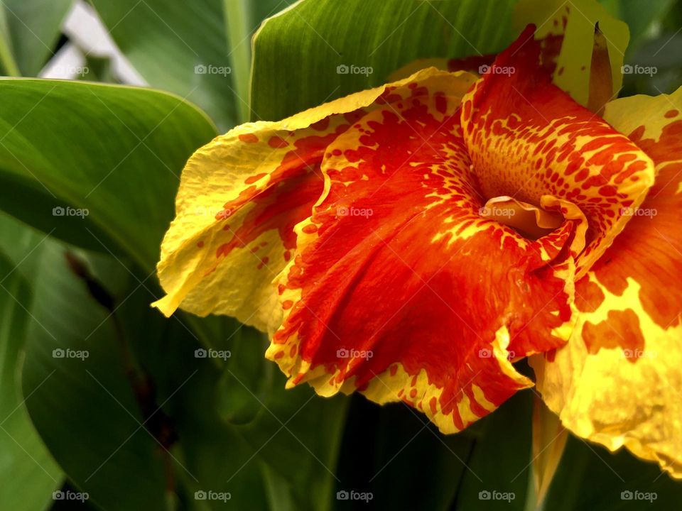 Colorful canna lily closeup 