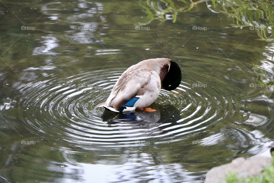 Duck in a pond making elliptical ripples in the water