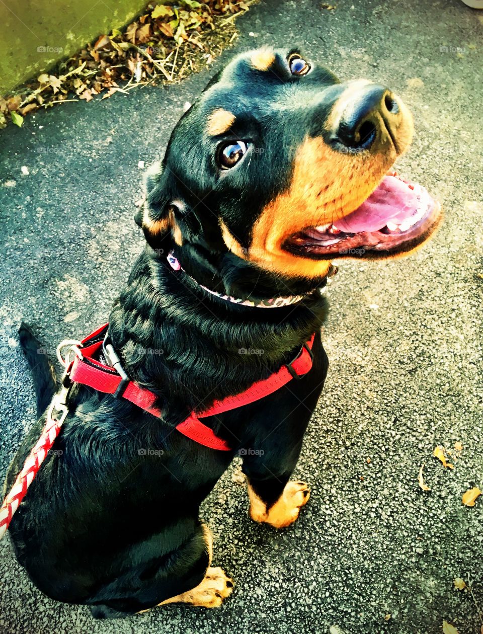 Smiling Rottweiler puppy