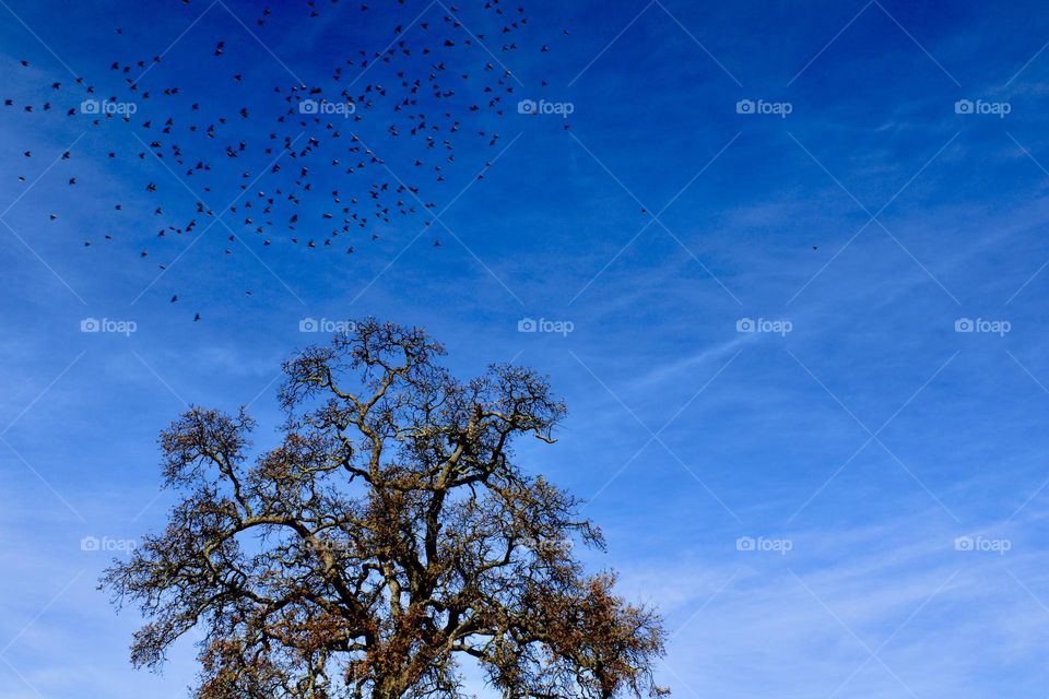 Blue skies with a pack of busy birds 