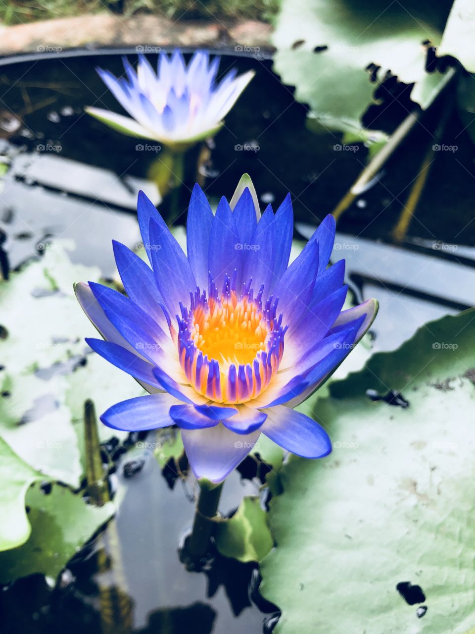Blue lotus 