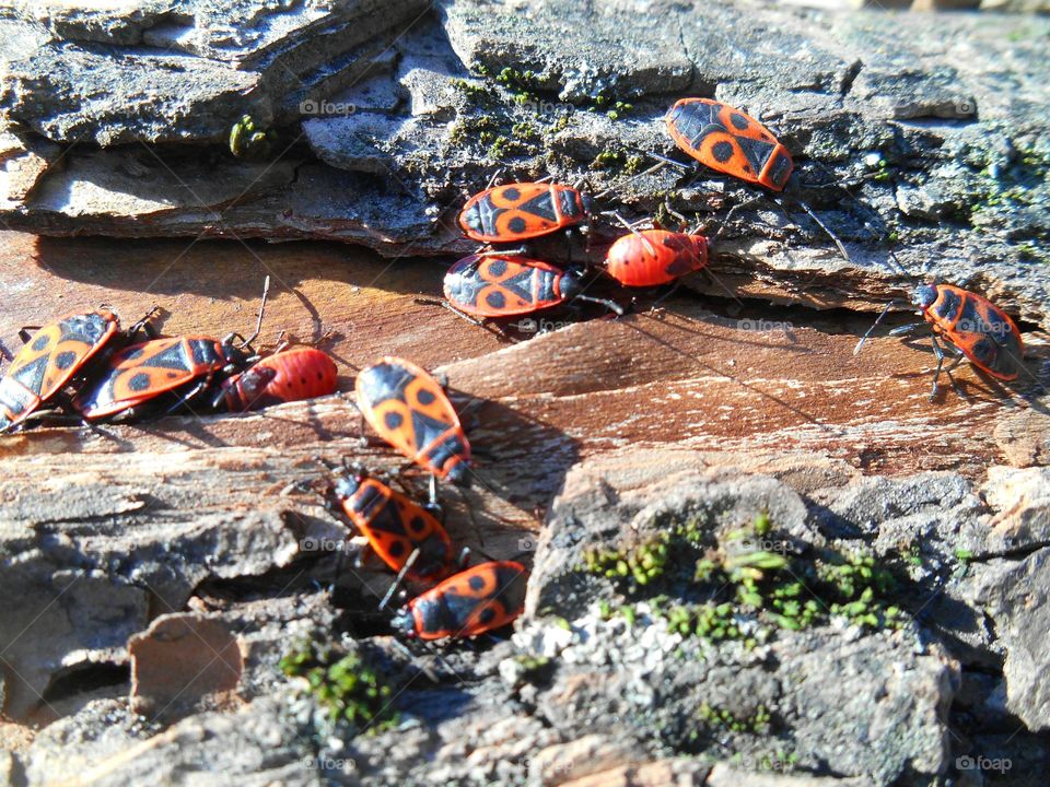 Close-up of insets on tree trunk