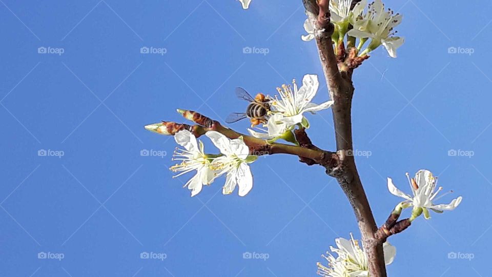 kirschblüte mit Biene cherryblossom with bee