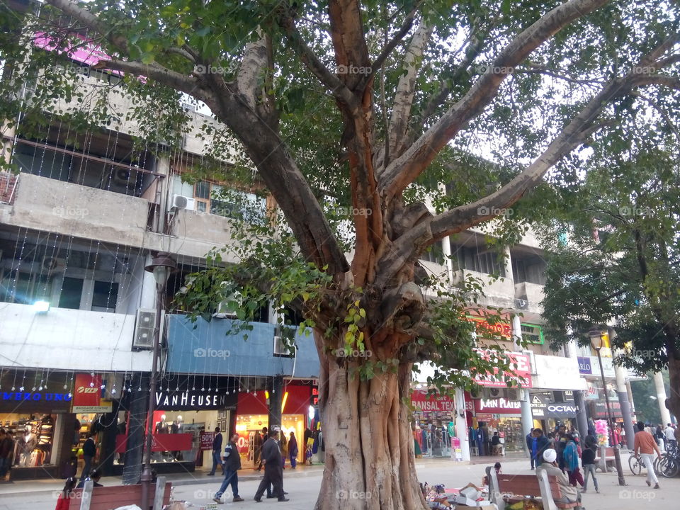 tree building advertising market showroom