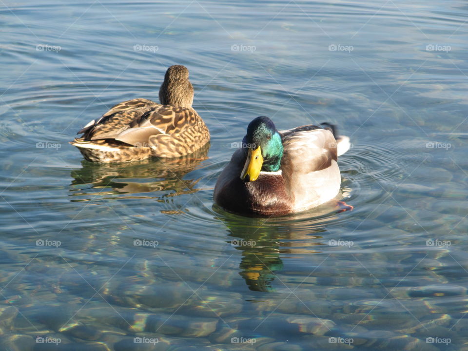 a pair of ducks. two is better than one