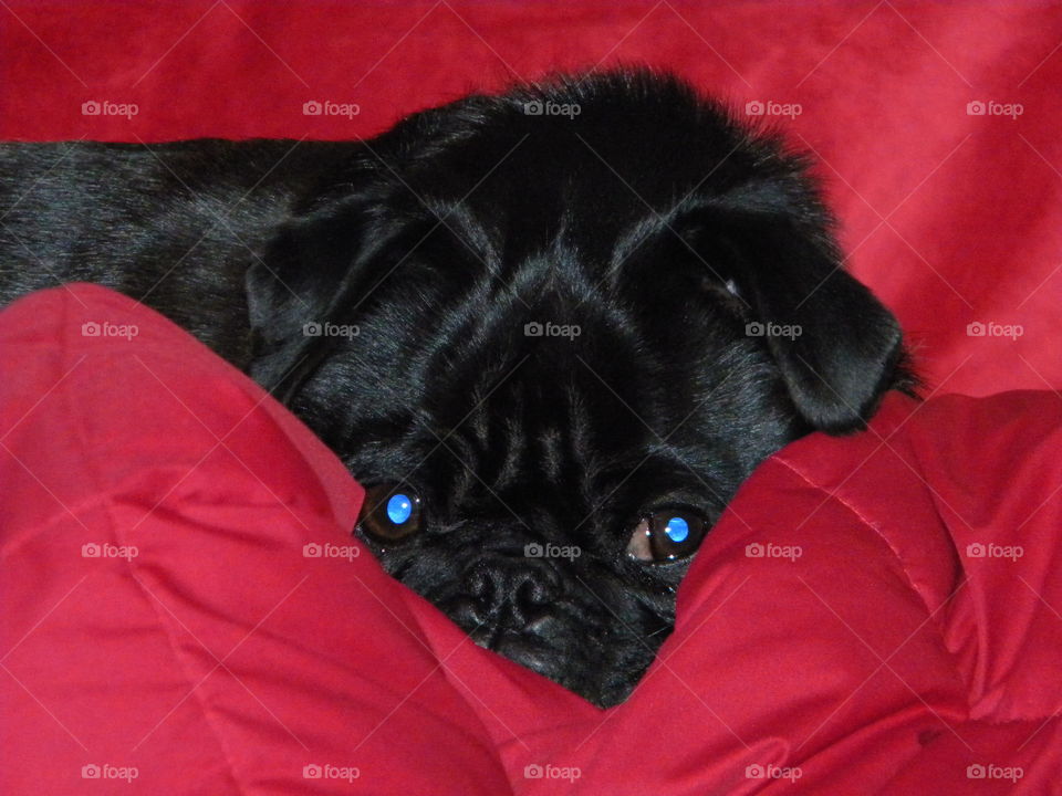 Black pug