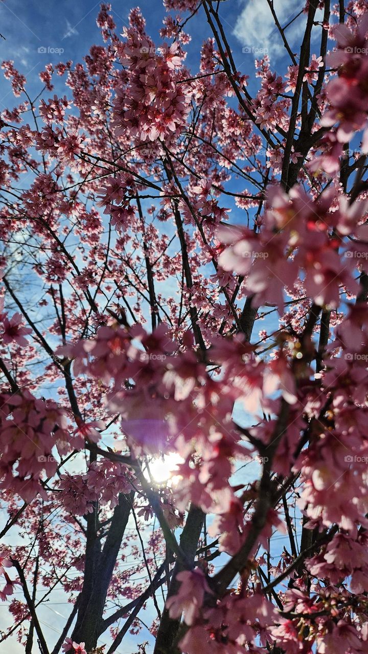 Sun shine down on us through the blossoms.