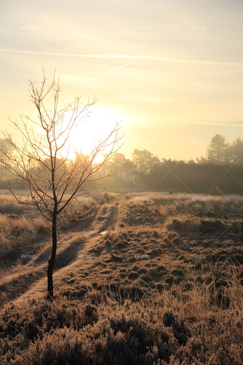 sunrise at Kalmthoutse heide