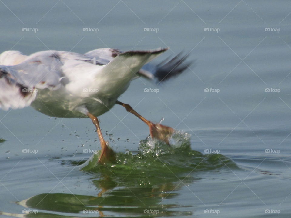 one instant, a bird flying from the surface of the water