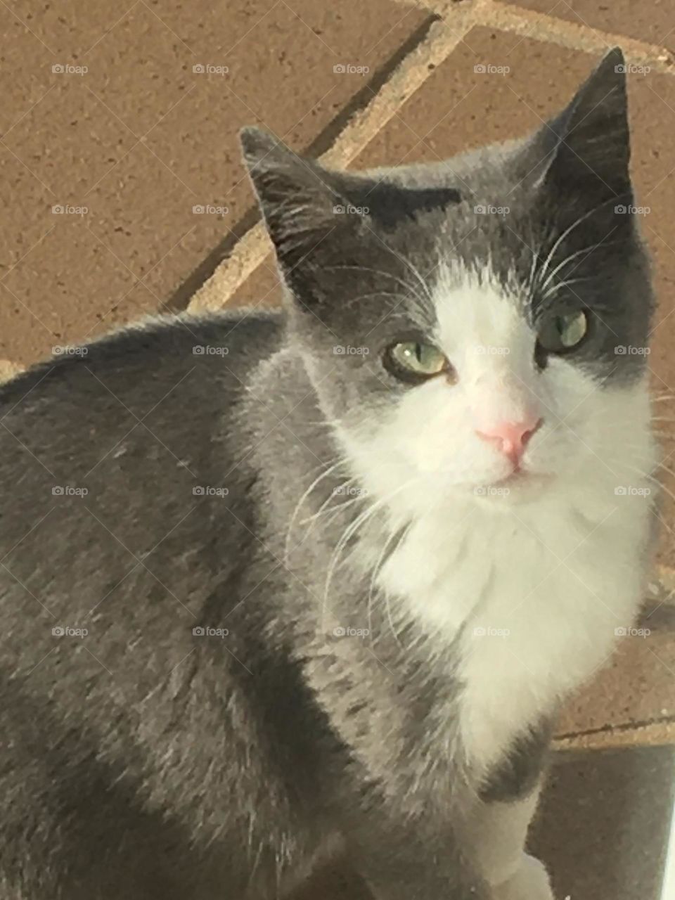 Young cat watching behind the glass