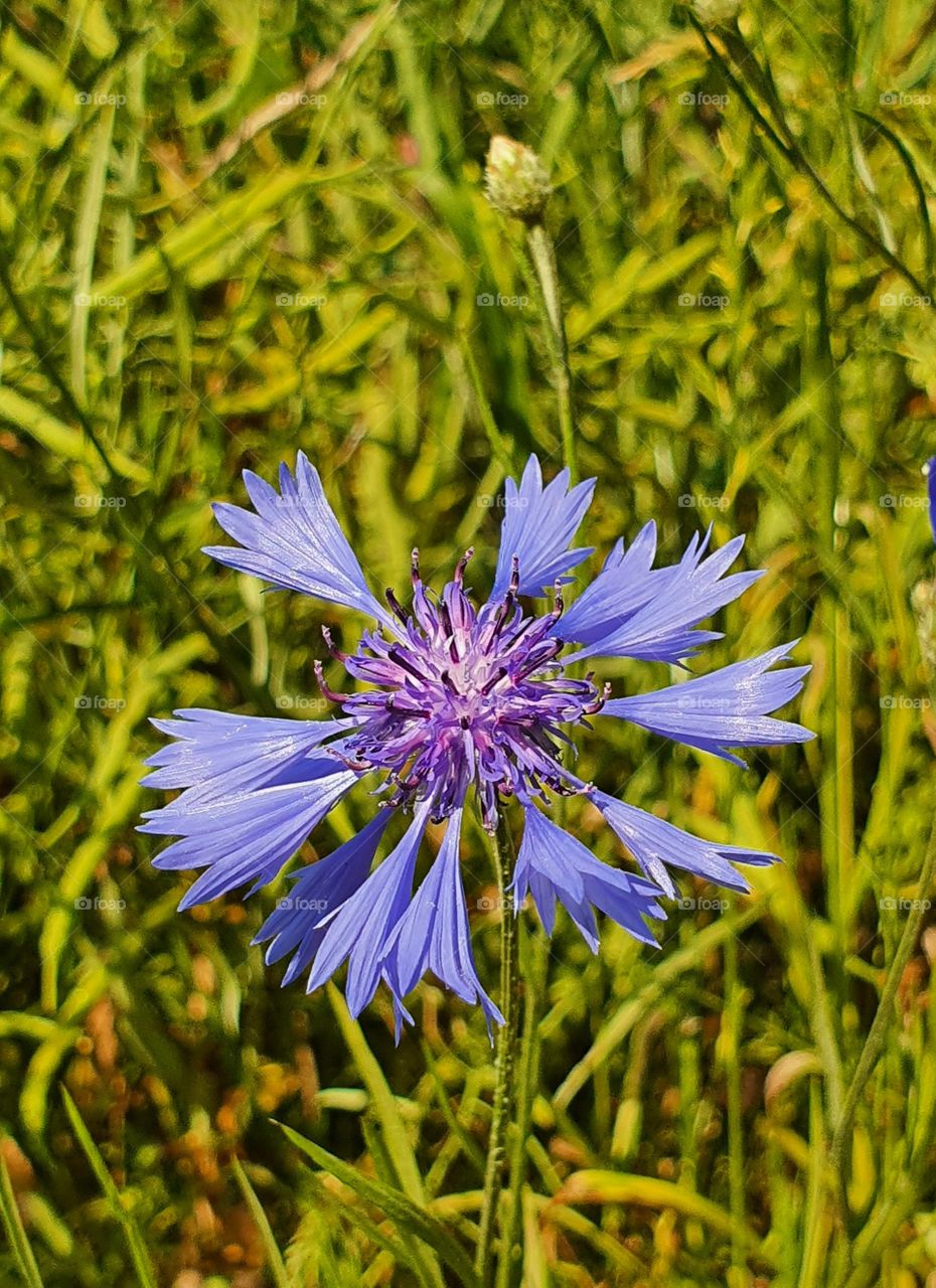 Kornblume, cornflower