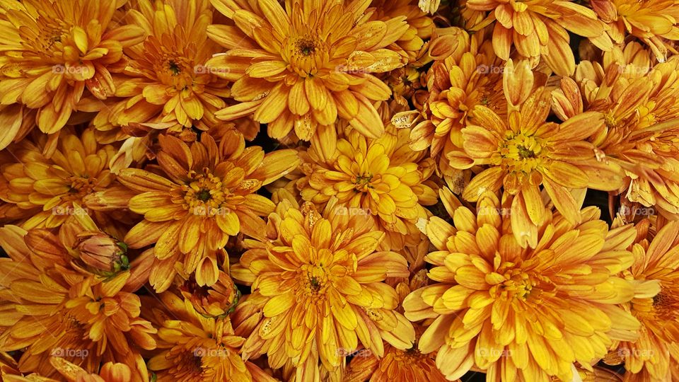 Chrysanthemums