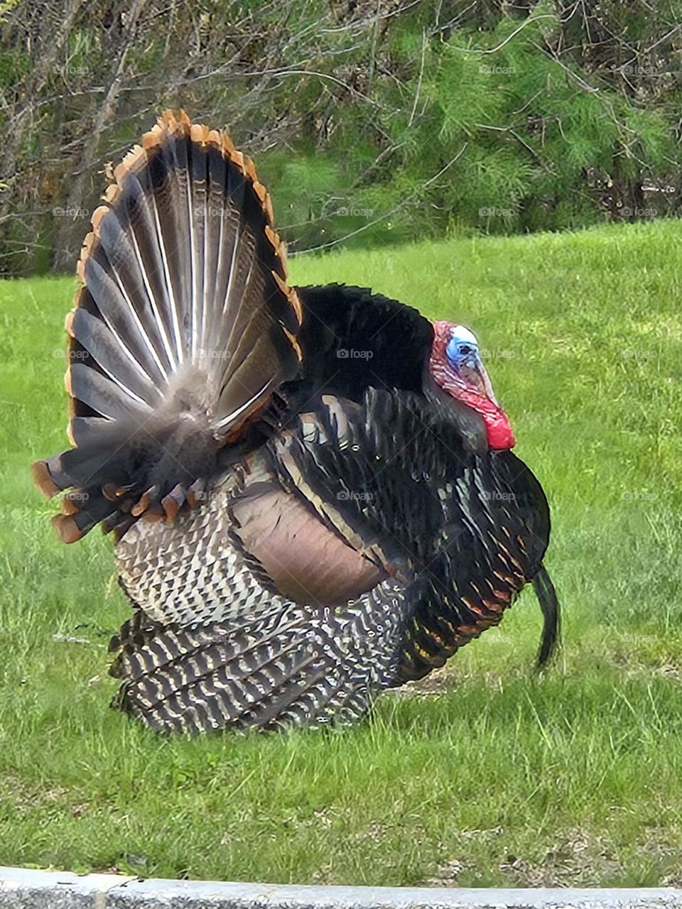 turkey tom looking for a date
animals spring 5/3/2024 new hampshire