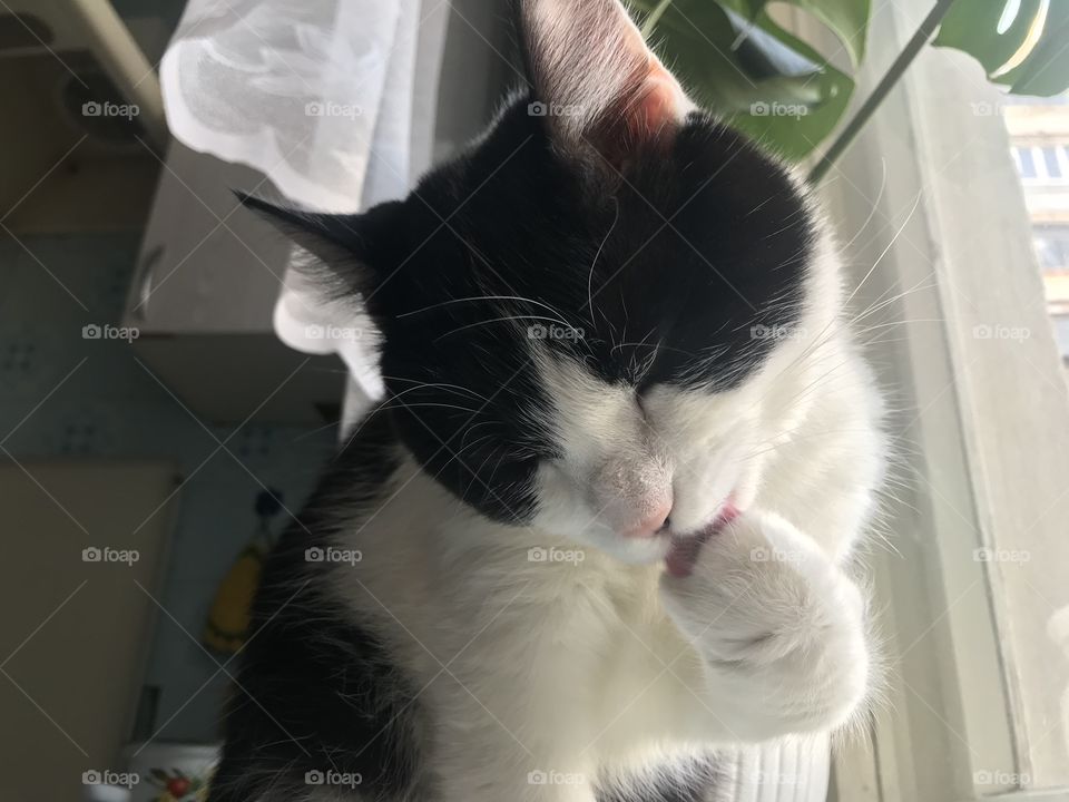 Take some time to take care of yourself, like cats do