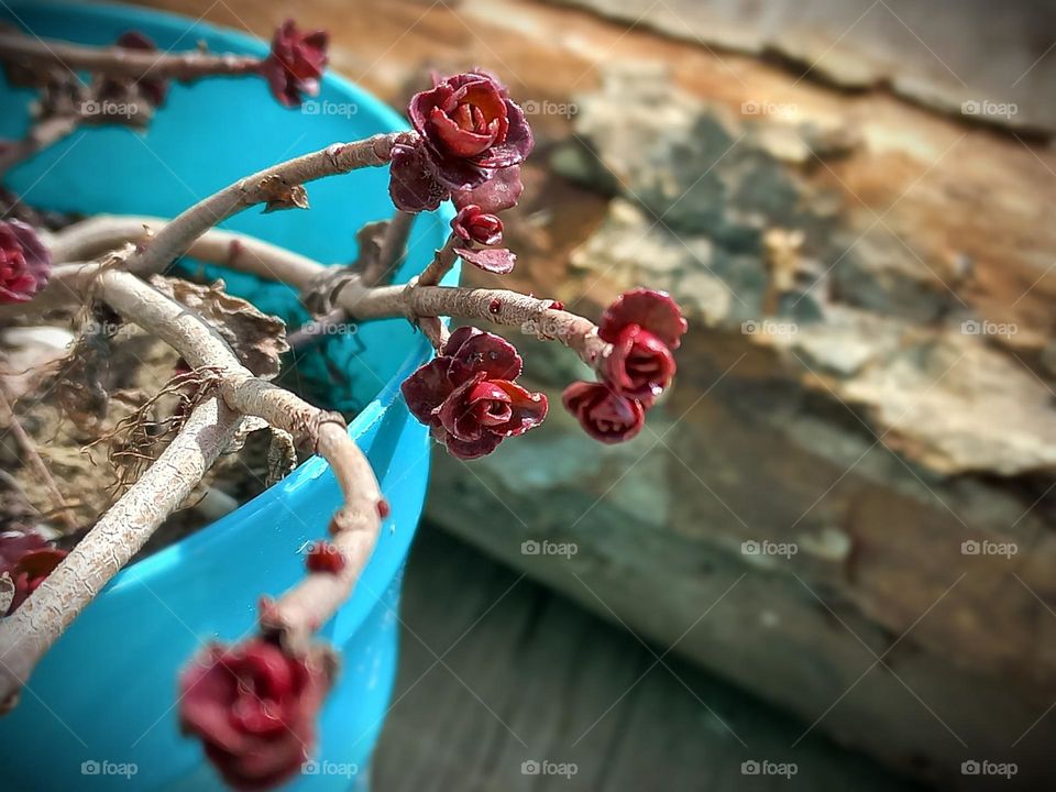 garden flower in a pot, its first leaves sprout on the stem in spring.