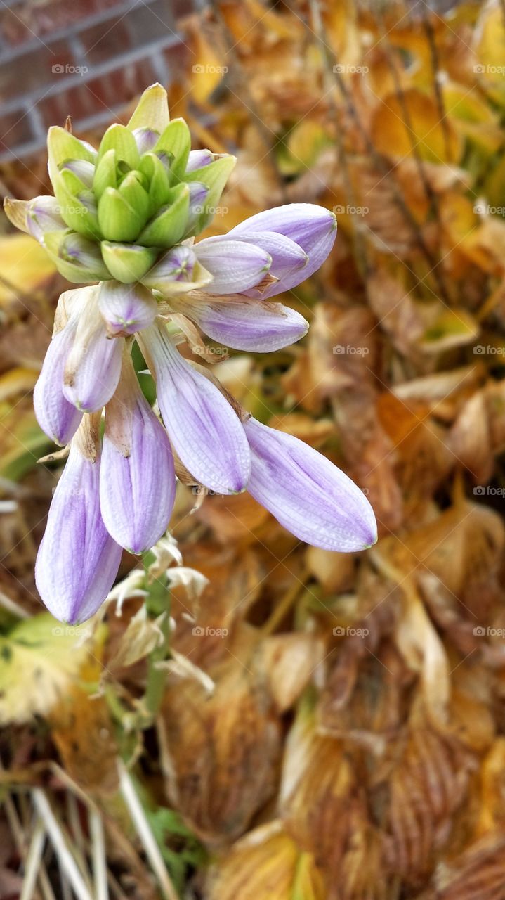 Hosta Flower