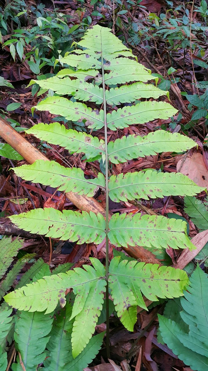 leaf. leaves design