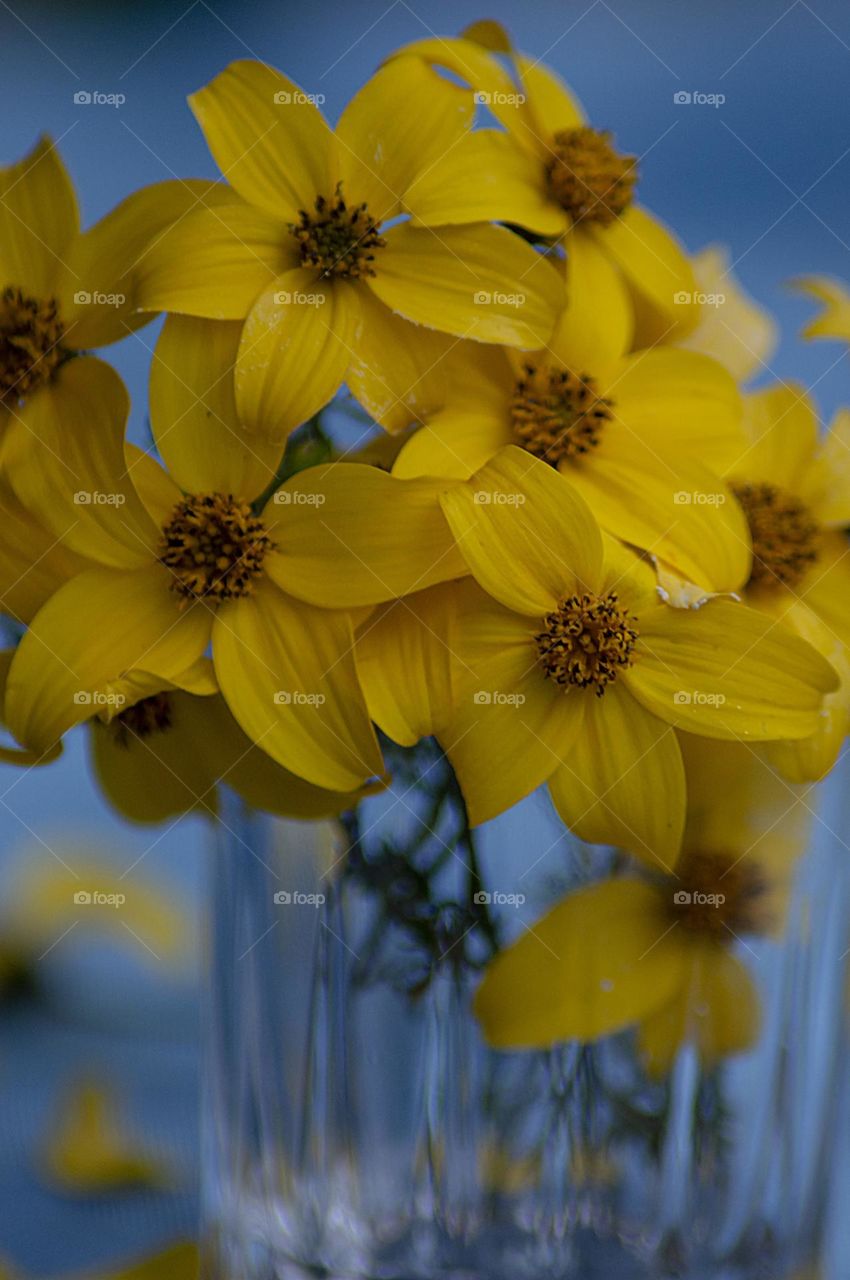 yellow fall flowers