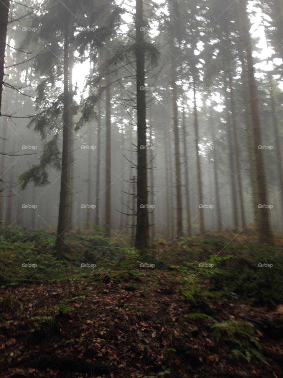 Foggy forest Germany 
